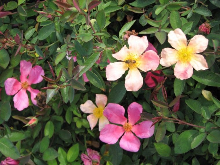 Rosa chinensis « Mutabilis »