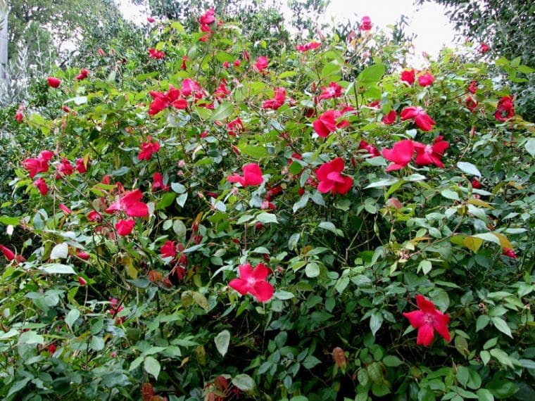 Rosa chinensis « Sanguinea »