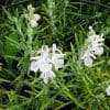romarin blanc rosmarinus officinalis alba