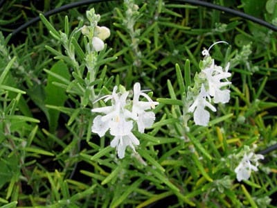 romarin blanc rosmarinus officinalis alba