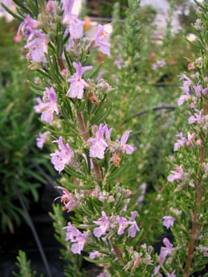 romarin rose