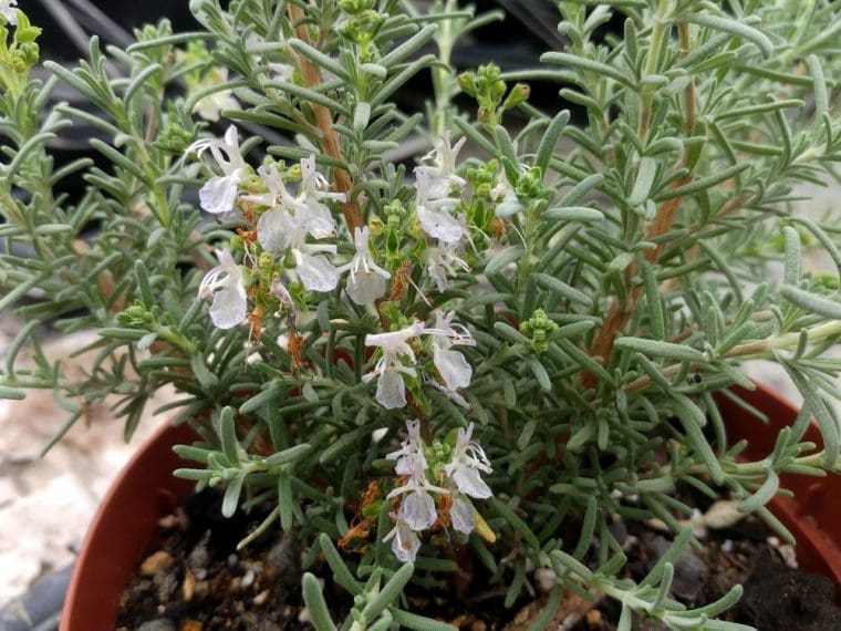 Rosmarinus x mendizabalii