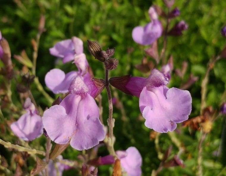 Salvia « Carolus »