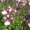 sauge bicolore rose