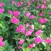 sauge rose vif