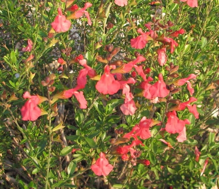 Salvia « Devantville »