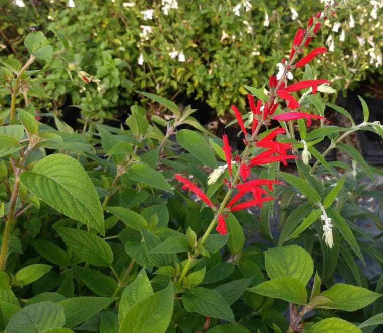 Salvia élégans