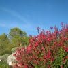 sauge rouge framboise