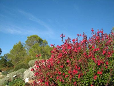 sauge rouge framboise