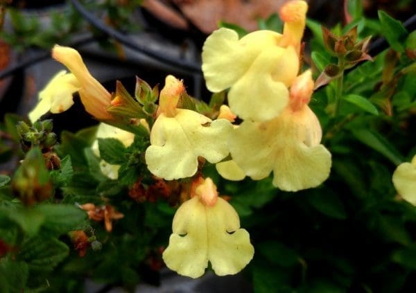sauge jaune