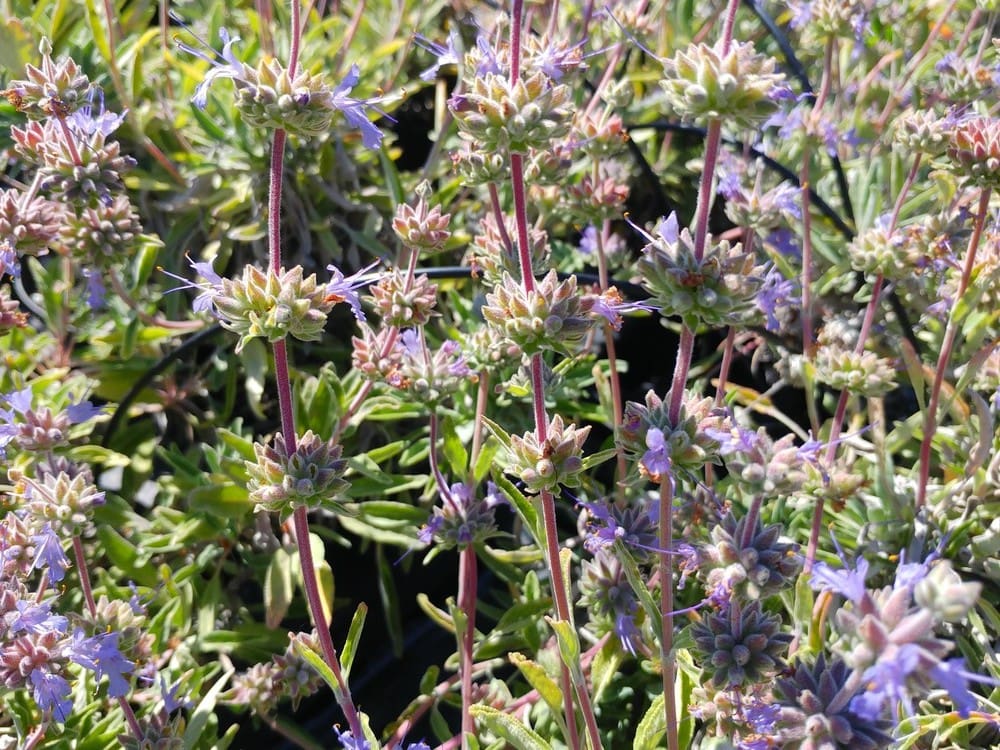 Salvia « Gracias »