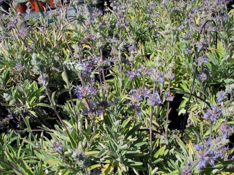 Salvia « Gracias »