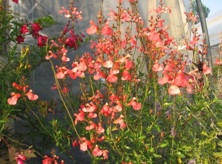 Salvia greggi « Peach »