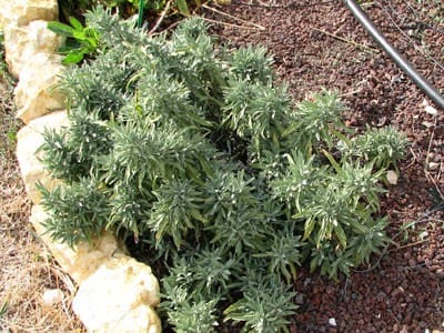 sauge lavandulifolia