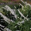Salvia leucantha blanc