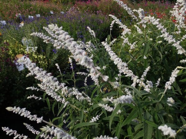 Salvia leucantha blanc