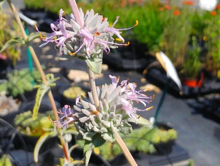 Salvia leucophylla, Sauge leucophylla