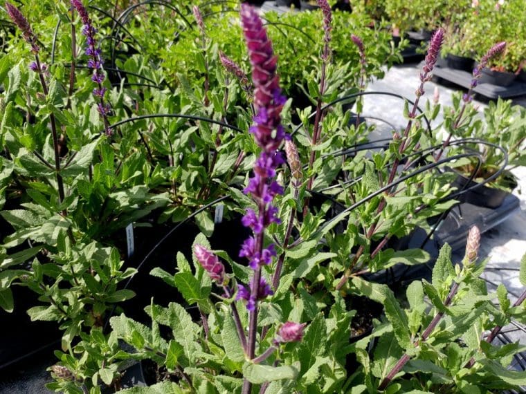 Salvia nemerosa « Caradonna », Sauge des Bois « Caradonna »