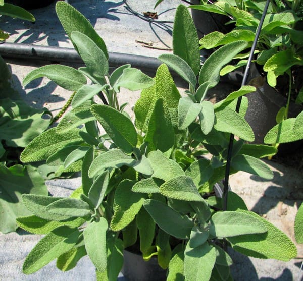 Sauge officinale à large feuille - Salvia officinalis 'Berggarten