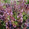 sauge officinale