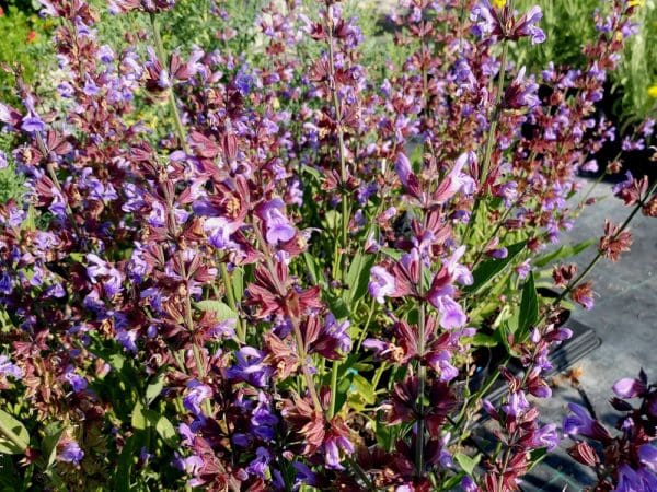 sauge officinale