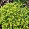 salvia officinalis icterina
