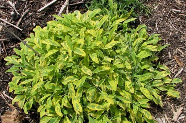 salvia officinalis icterina