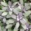 salvia officinalis purpurascens
