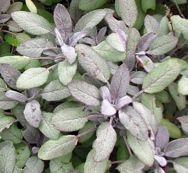 salvia officinalis purpurascens