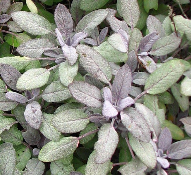 Salvia officinalis « Purpurascens »