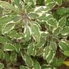 salvia officinalis tricolor