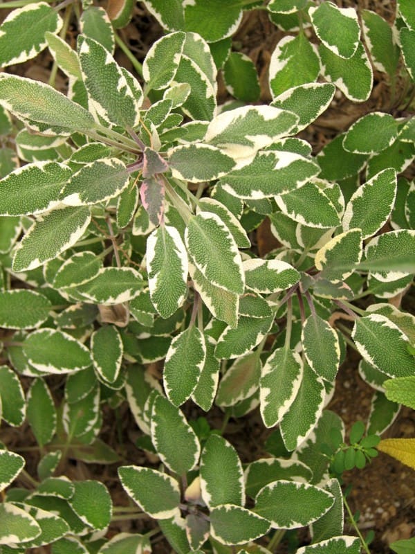 salvia officinalis tricolor
