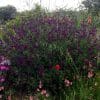 sauge violette