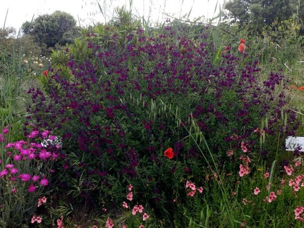 sauge violette