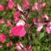 sauge bicolore rose
