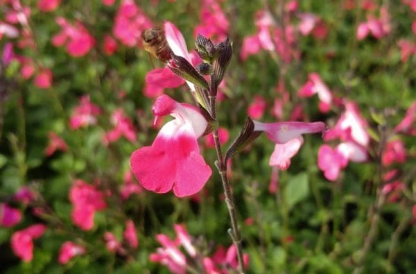 sauge bicolore rose