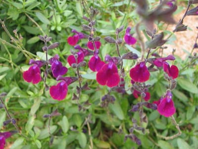 Les grandes sauges d’automne