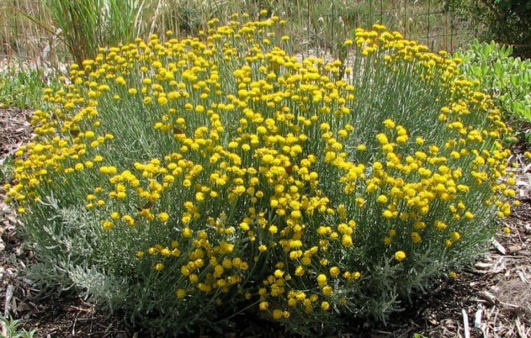 Santoline grise, Santolina chamaecyparissus