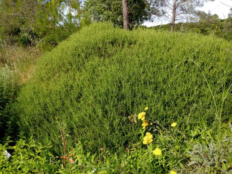 Sarcopoterium spinosum