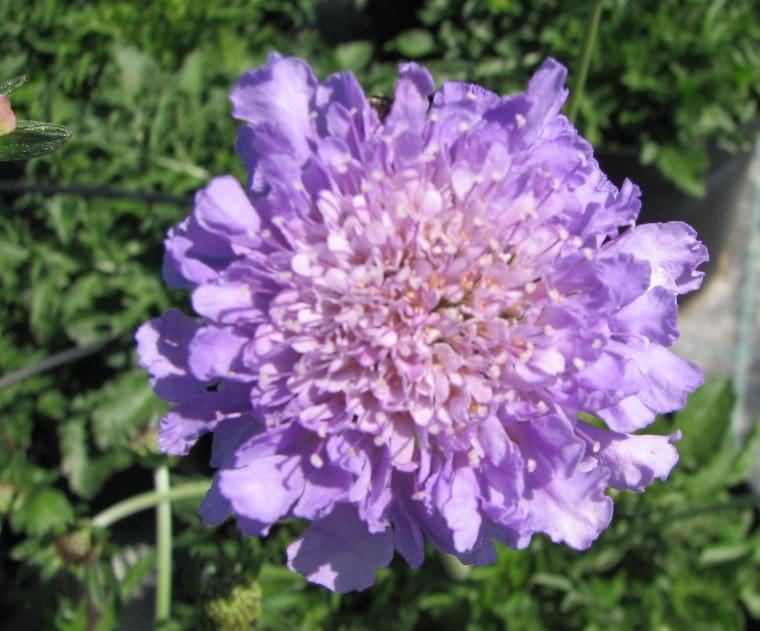 Scabiosa cretica