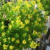 Sedum à grand développement