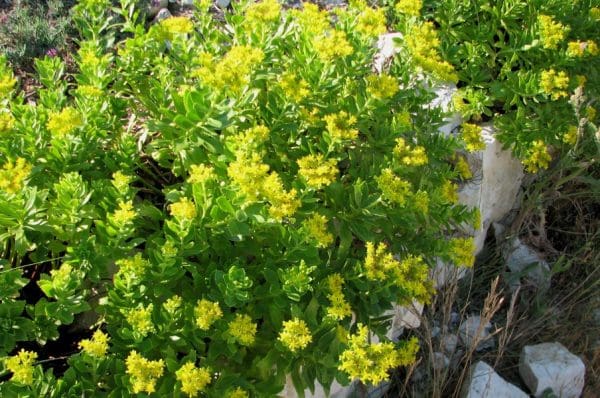 Sedum à grand développement