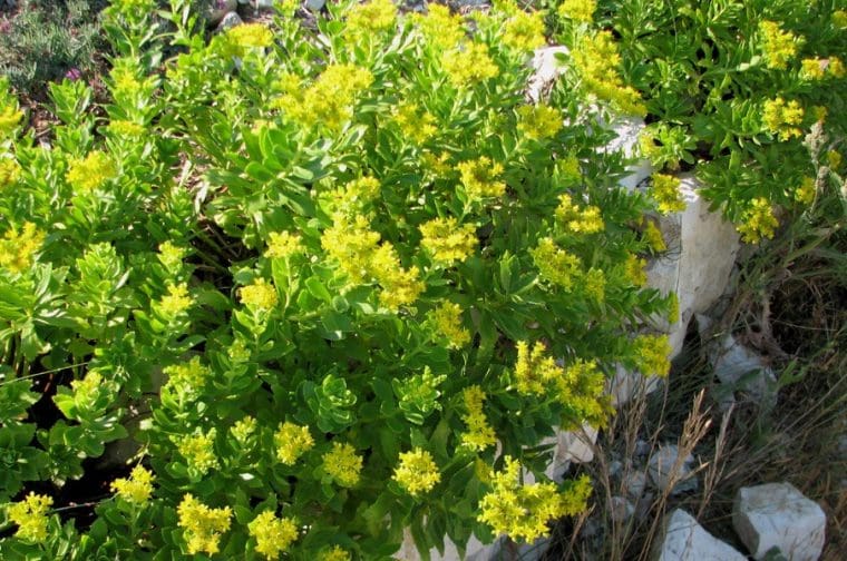 Sedum aizoon