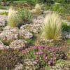Sedum album