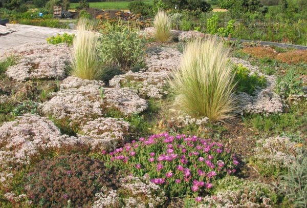 Sedum album