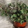 Sedum drageonnant
