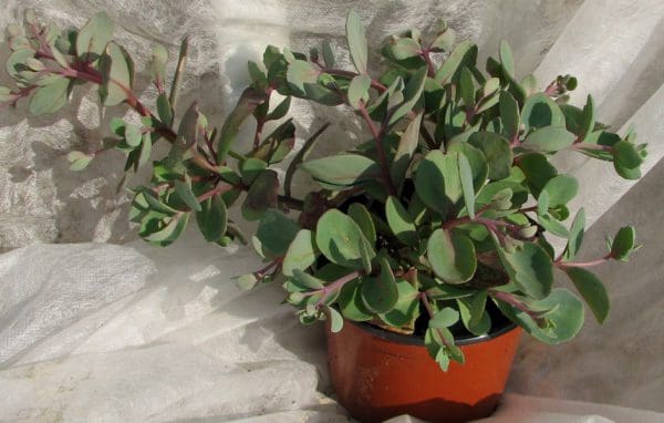 Sedum drageonnant
