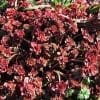 Sedum