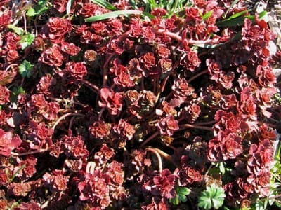 Sedum