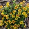 Sedum jaune